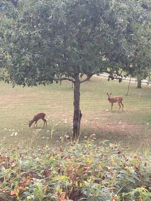 Domaine Du Bancourel Panzió Calviac-en-Perigord Kültér fotó